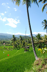 Bali Rijstvelden