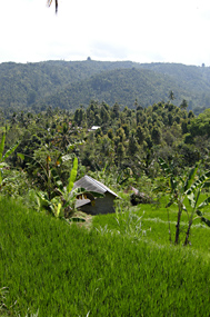 Bali Rijstvelden