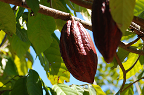 Flores Manggarai Cacao
