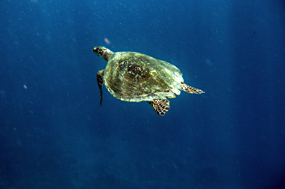 Gili Air Snorkel Excursie Zeeschildpad
