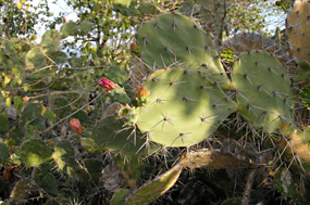 Gili Trawangan Natuur Cactus