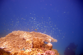 Komodo Pink Beach Snorkelen Koraal