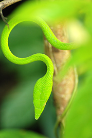 Danum Valley Sumatran viper