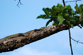 Kinabatangan Rivier Monitor Lizard