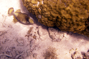 Lankayan Island Snorkelen Titan Trigger Fish