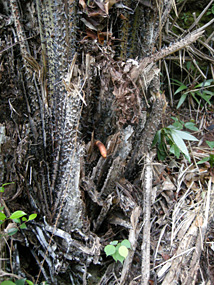 Maleisië Bako boom met piemel