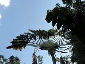 Maleisië Kuching Madagaskar Palm