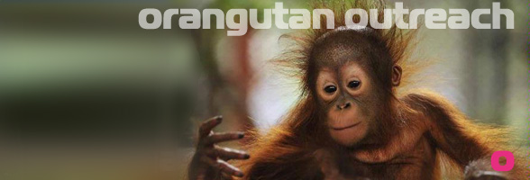Orangutan Outreach Nederland