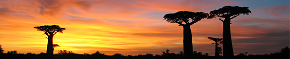 Madagaskar, Avenue des Baobabs Madagaskar, Avenue des Baobabs