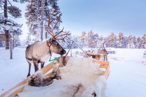8 daagse excursiereis Winter Week Saariselka