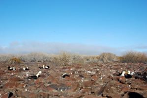 galapagos-albatros-01