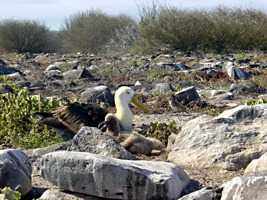 galapagos-albatros-02