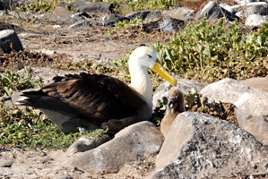 galapagos-albatros-03