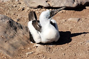 galapagos-blauwvoet-janvangent-02