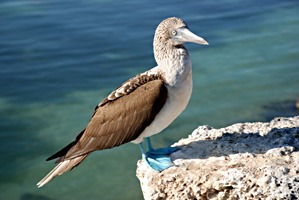 galapagos-blauwvoet-janvangent-03