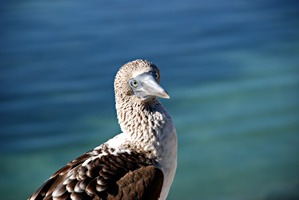 galapagos-blauwvoet-janvangent-04