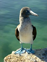 galapagos-blauwvoet-janvangent-05