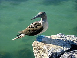 galapagos-blauwvoet-janvangent-07