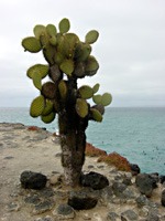 galapagos-cactus-01