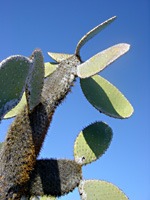 galapagos-cactus-02