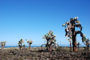 galapagos-cactus-04