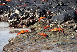 galapagos-cruise-krabben-01