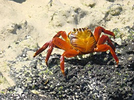 galapagos-cruise-krabben-03