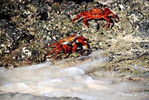 galapagos-cruise-krabben-04