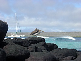 galapagos-cruise-pelikaan-01