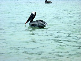 galapagos-cruise-pelikaan-02