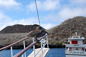 galapagos-cruise-pelikaan-04