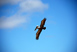 galapagos-cruise-pelikaan-05