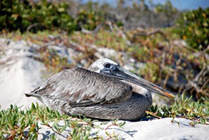 galapagos-cruise-pelikaan-06