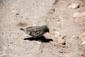 galapagos-darwin-vinken-01