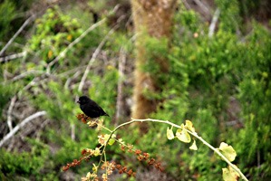 galapagos-darwin-vinken-02