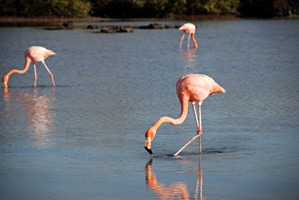 galapagos-flamingo-01