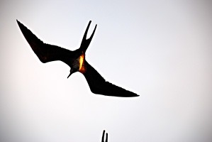 galapagos-fregatvogel-01