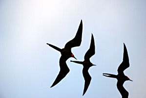 galapagos-fregatvogel-02