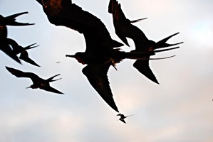 galapagos-fregatvogel-03