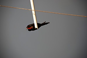 galapagos-fregatvogel-04