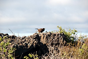 galapagos-galapagoshavik-01