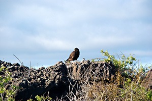 galapagos-galapagoshavik-02