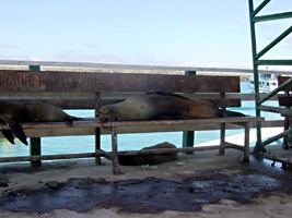 galapagos-haven-zeeleeuw-01