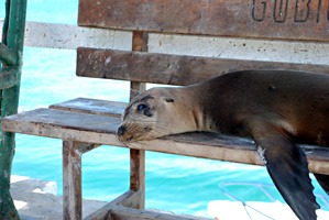 galapagos-haven-zeeleeuw-02