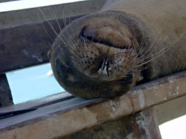 galapagos-haven-zeeleeuw-03