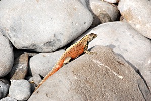 galapagos-landleguaan-01