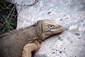 galapagos-landleguaan-02