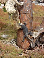 galapagos-landleguaan-03