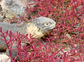 galapagos-landleguaan-04