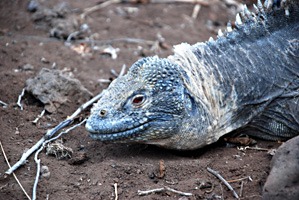 galapagos-landleguaan-05